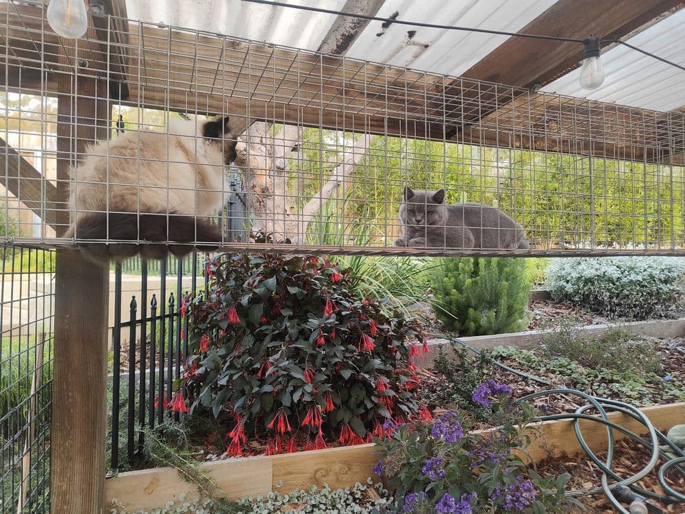 2 cats resting on a timber beam inside a mesh catio with a clear roof, above a garden bed of flowering plants