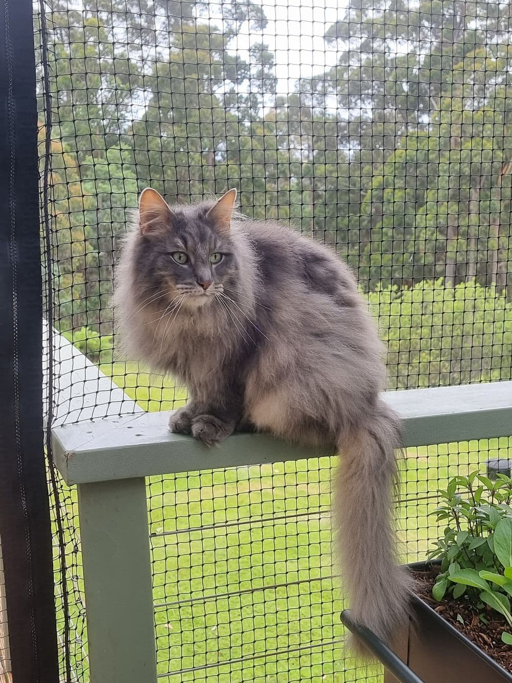A long-haired grey cat sitting on the rail of a deck enclosed with black netting, with lawn and tall gum trees beyond