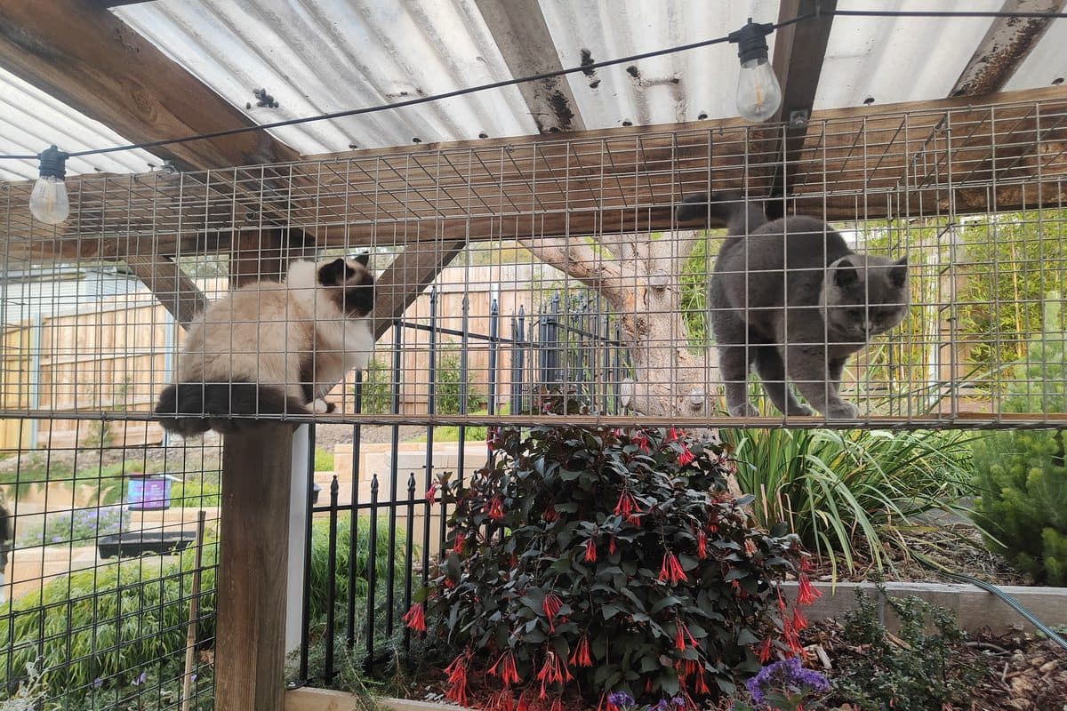 2 cats resting on timber perches inside a pergola catio, with a flower garden beyond the mesh