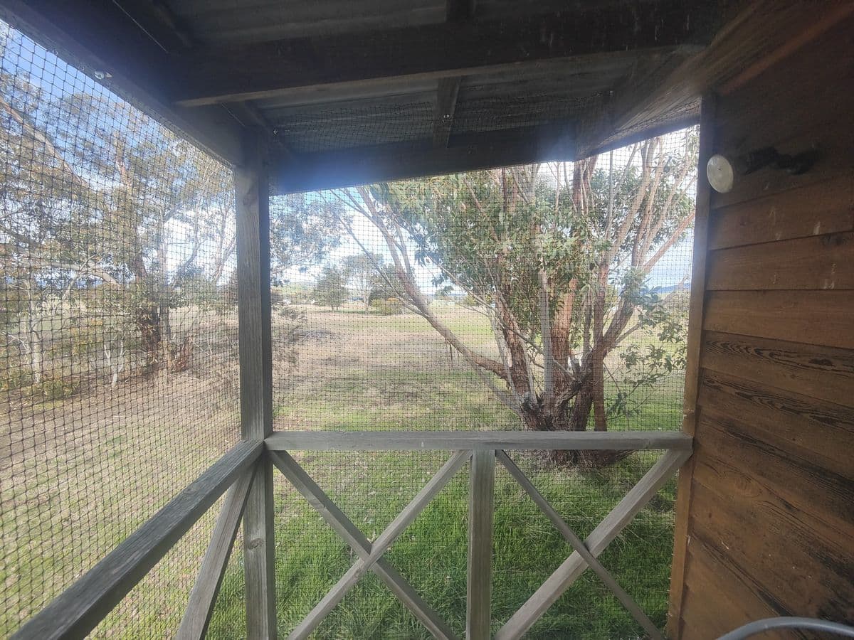 Looking out from a timber verandah with cross-braced railings, enclosed with black netting, to a paddock and a gum tree