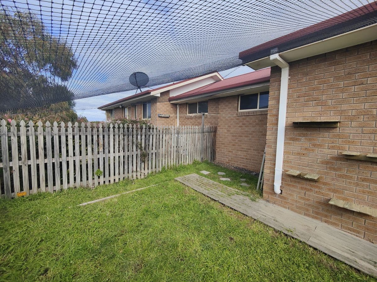 Black netting stretched over a grassy back yard between a brick house and a picket fence, with cat shelves on the wall