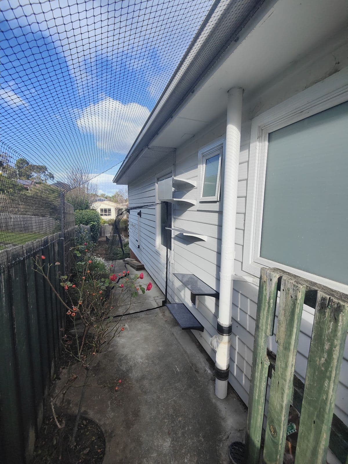 Black netting over a side path beside a white weatherboard house, with cat shelves on the wall and a timber fence on the left