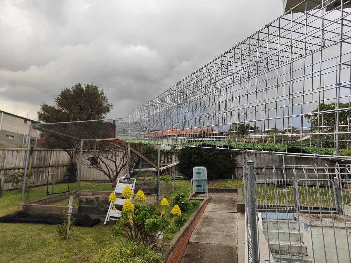 A long galvanised mesh tunnel running high across a backyard above raised garden beds and flowering plants