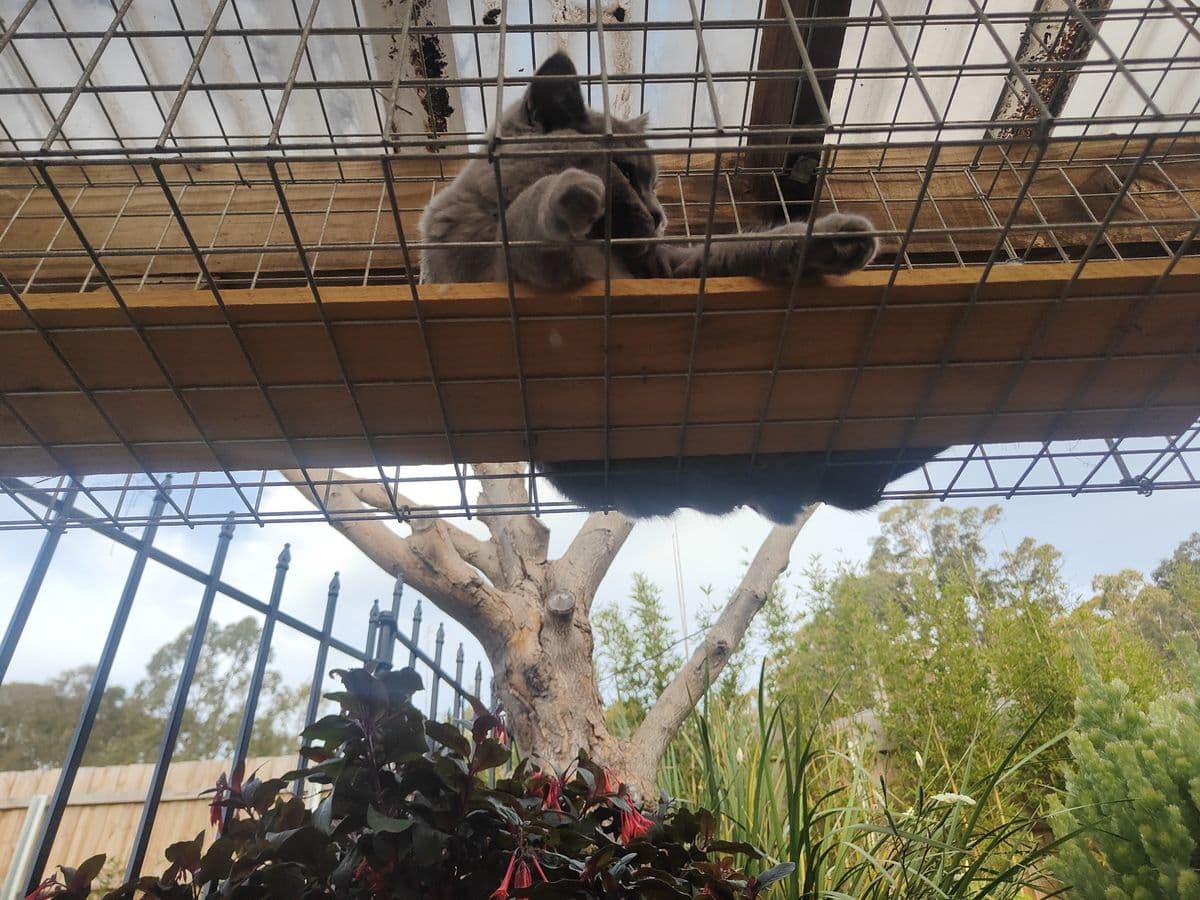A grey cat stretched out on a timber shelf under a mesh roof, seen from below inside a catio