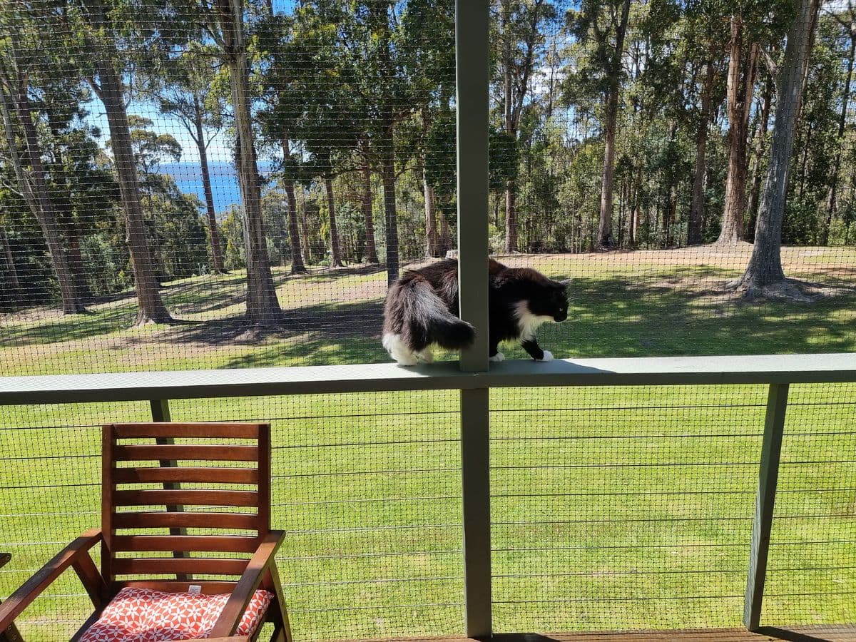 A fluffy black and white cat walking along the railing of a mesh-enclosed deck, with a lawn and tall gum trees beyond