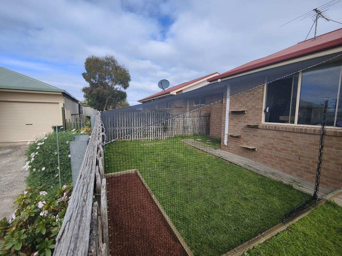 Netting running along a picket fence to enclose a grassy back yard beside a brick house with cat shelves on the wall