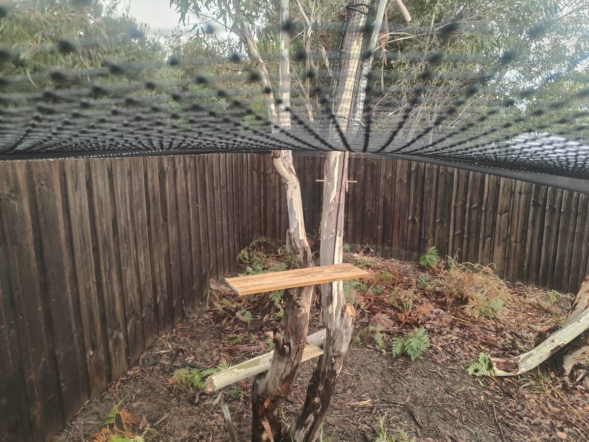 A timber shelf fixed between the trunks of a small tree inside a netted garden area with a paling fence