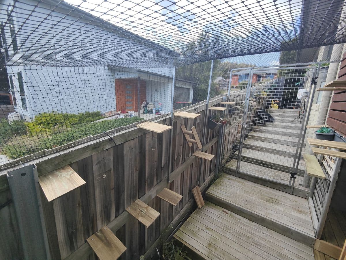 Timber cat shelves and a short ladder fixed along a paling fence beside timber steps under netting