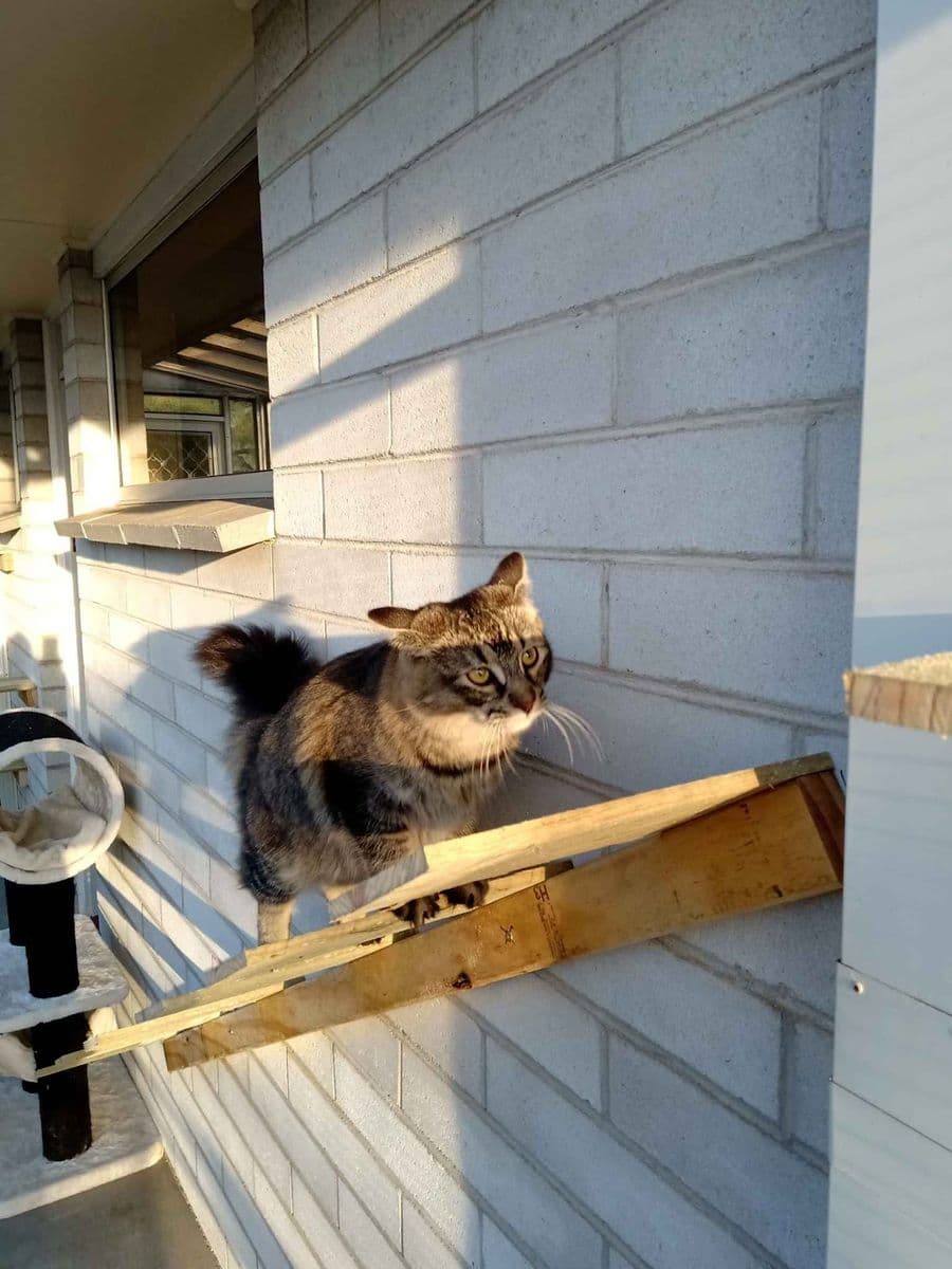 A tabby cat on a timber shelf fixed to a painted brick wall beside a window