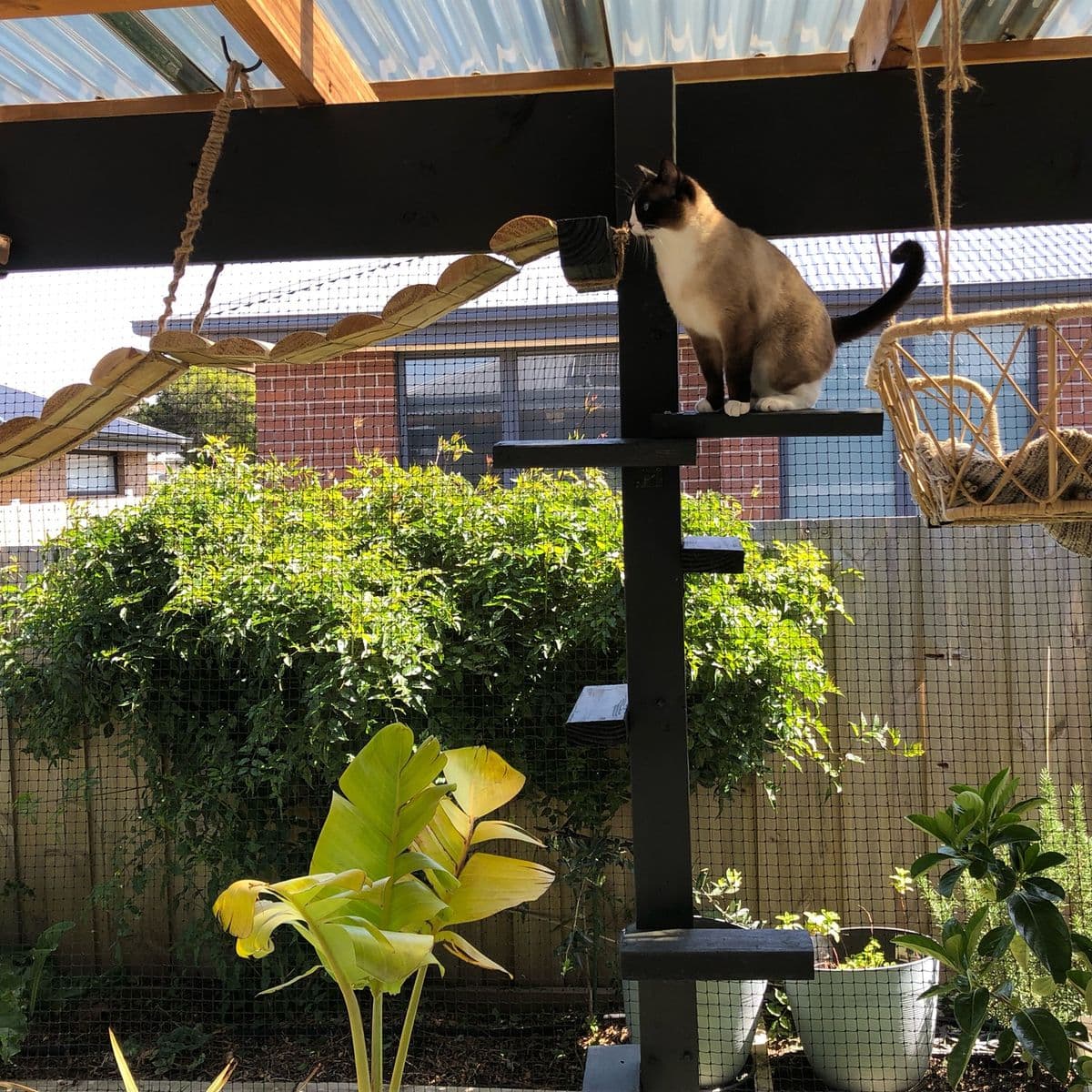 A Siamese cat on a black cat tower in a netted pergola with hanging rope bridges and potted plants