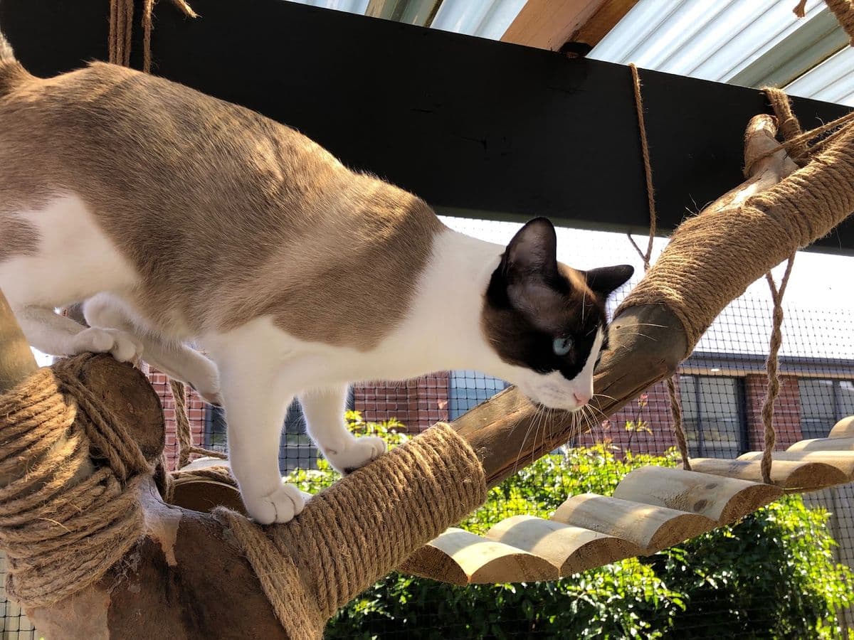 A cat walking along a rope-wrapped branch under a pergola roof