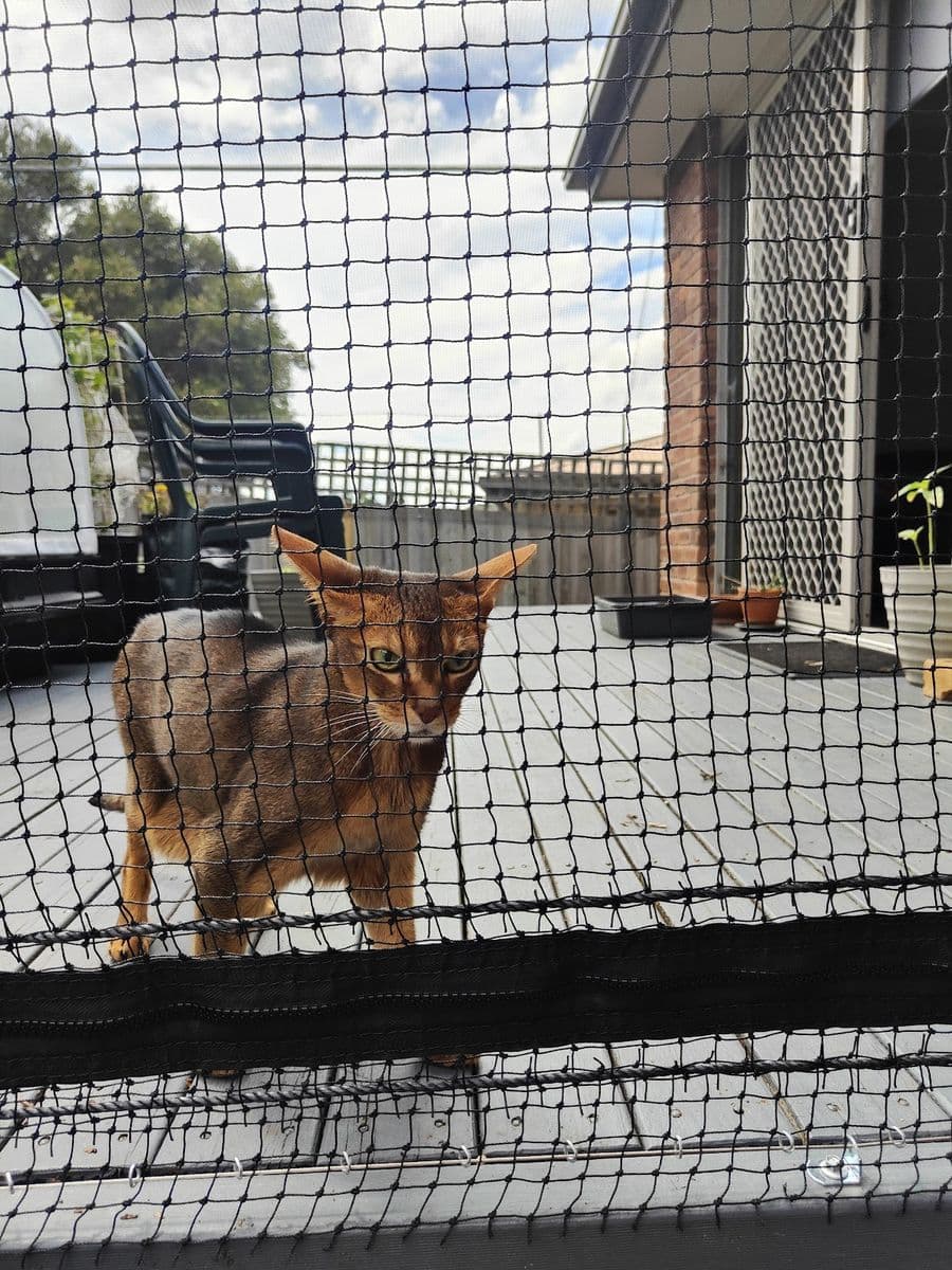 An Abyssinian cat standing at the netting of an enclosed verandah