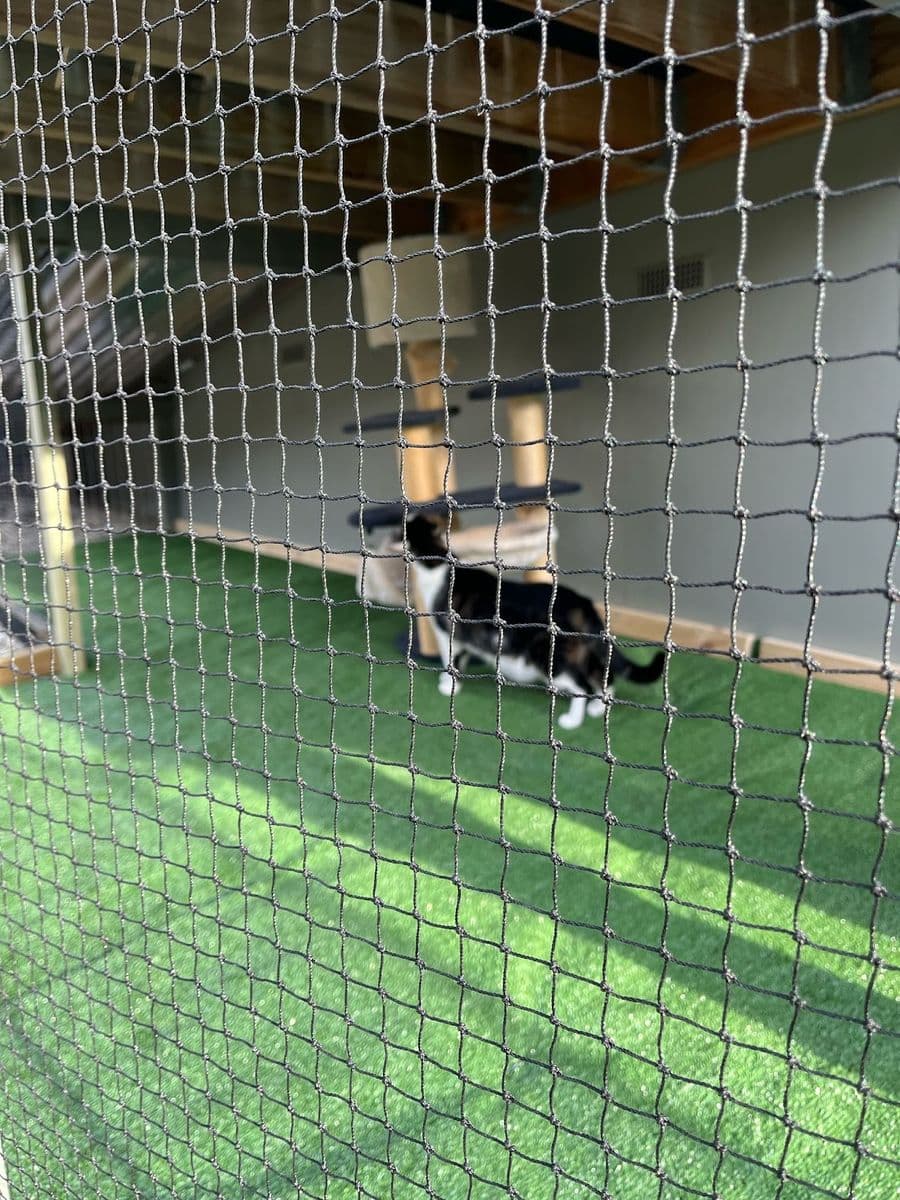 A black and white cat on artificial turf beside a scratching post, seen through netting