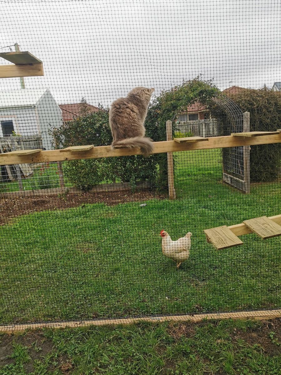 A fluffy cat sitting on a long timber shelf in a netted garden enclosure, with a chicken on the lawn outside