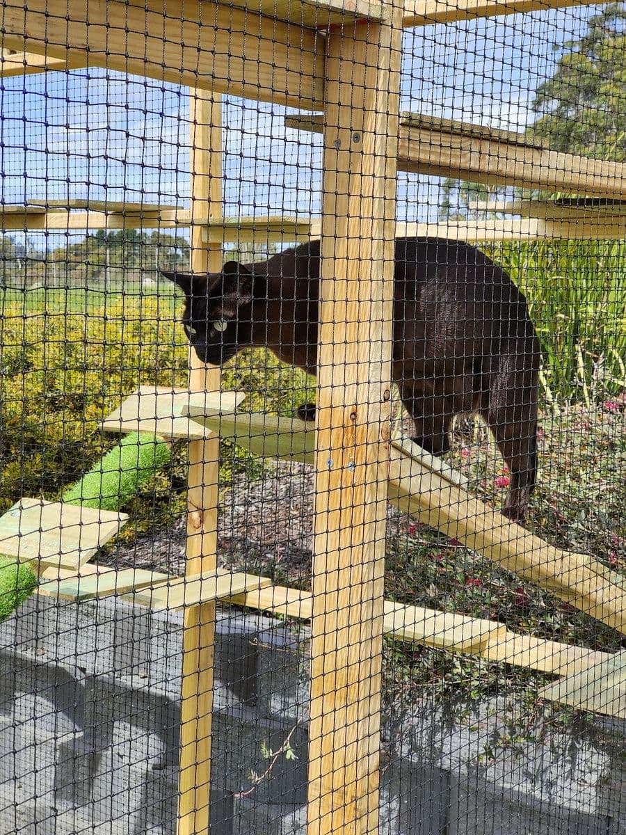 A black cat on a timber ramp inside a mesh garden catio