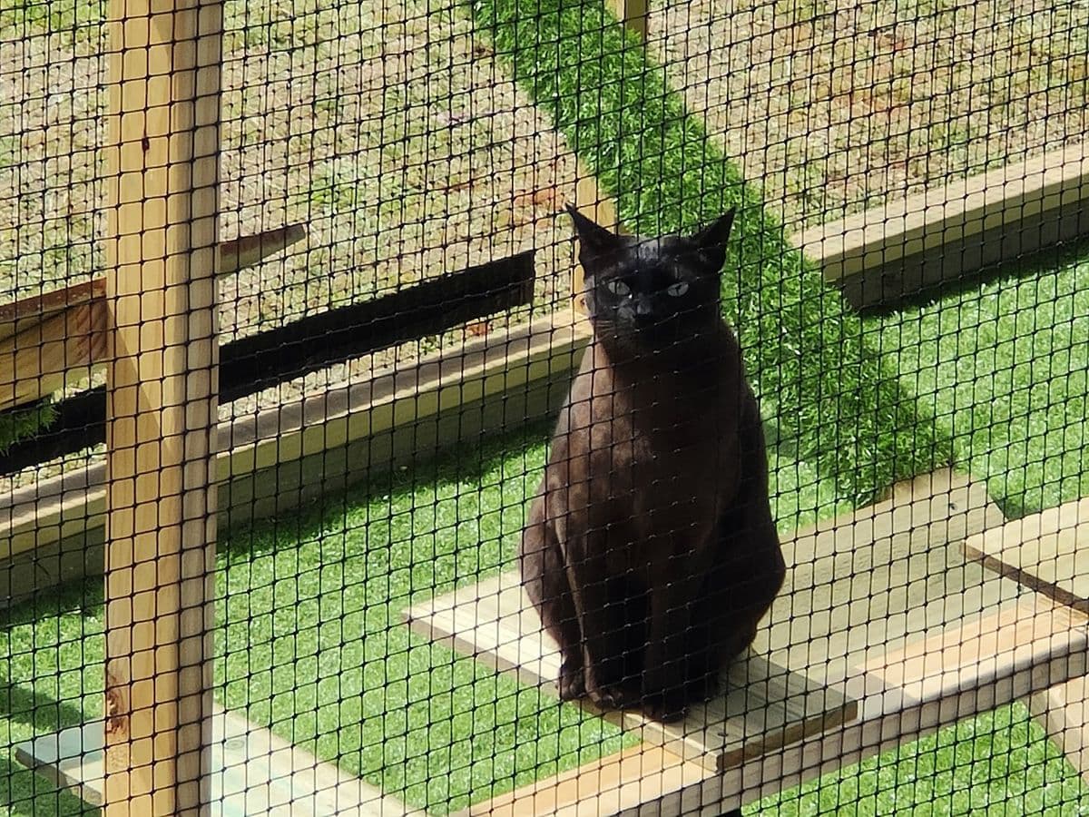 A black cat sitting on a timber step on artificial turf inside a garden catio