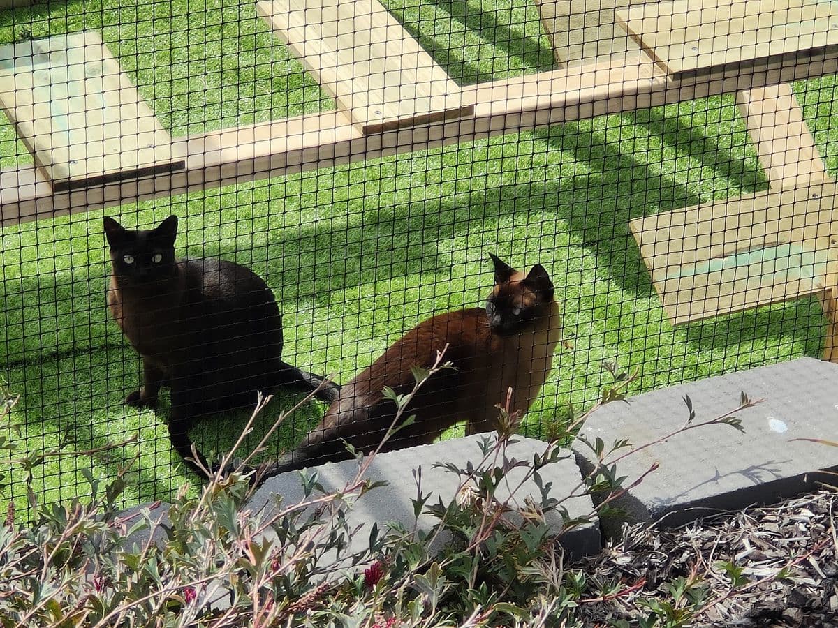 A black cat and a brown cat on artificial turf inside a garden catio, seen through the netting