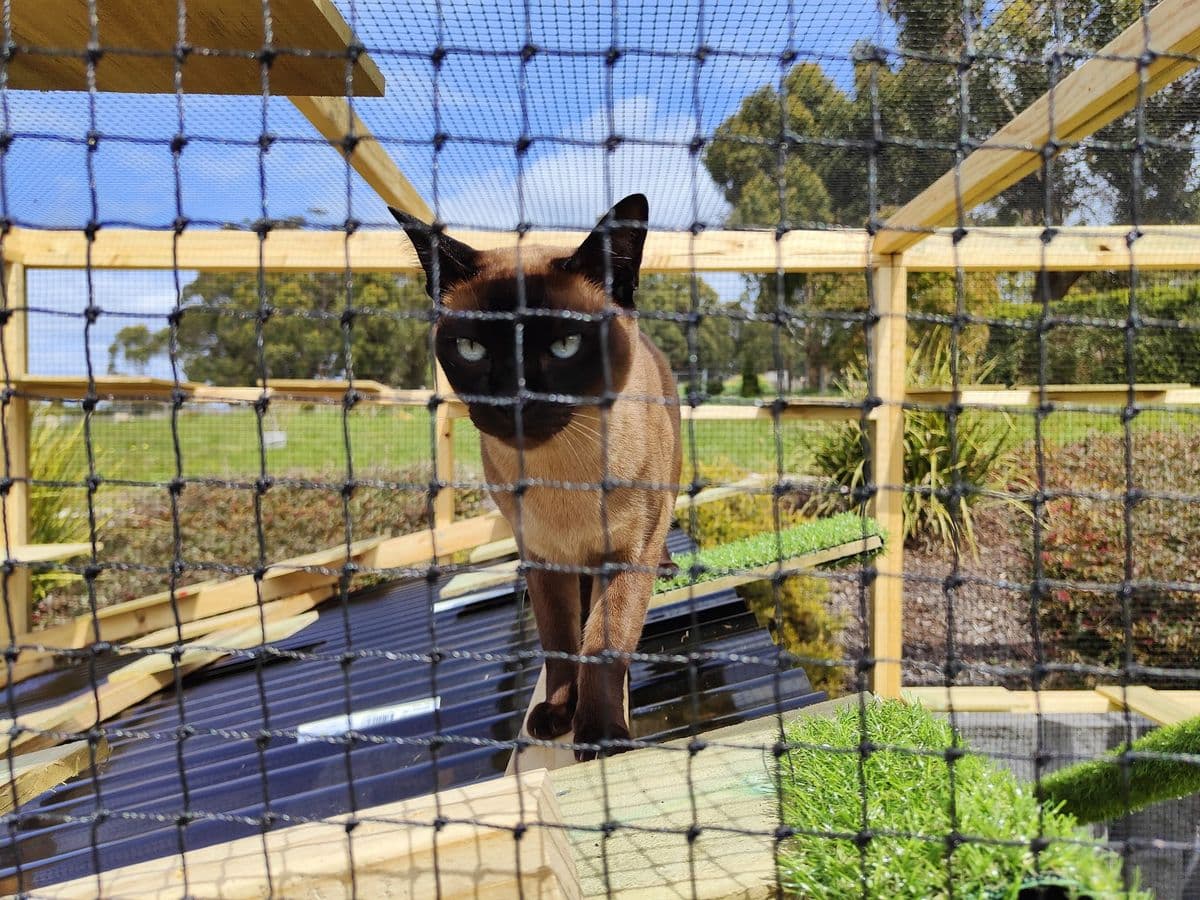 A Siamese cat standing on a timber shelf inside a netted garden catio