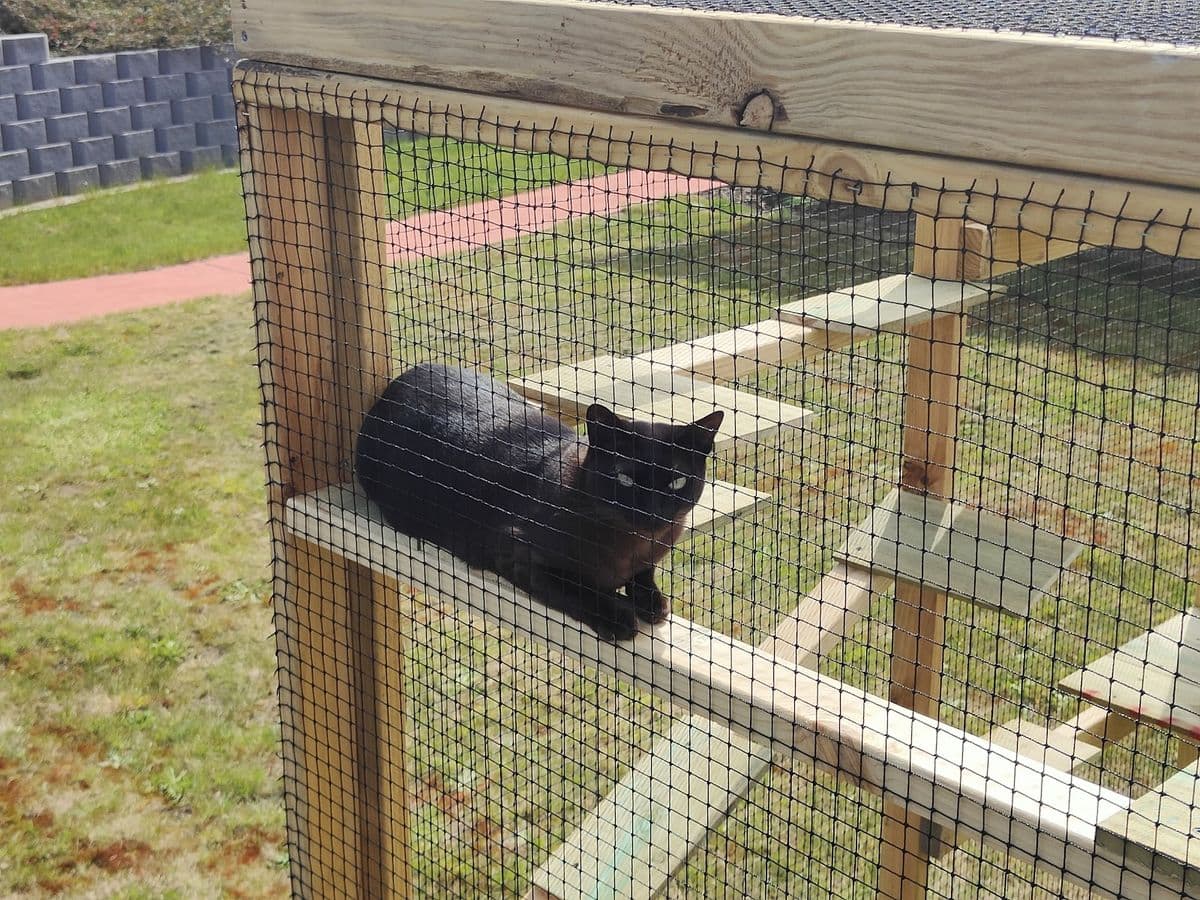 A black cat lying on a timber shelf inside a netted garden catio on the lawn