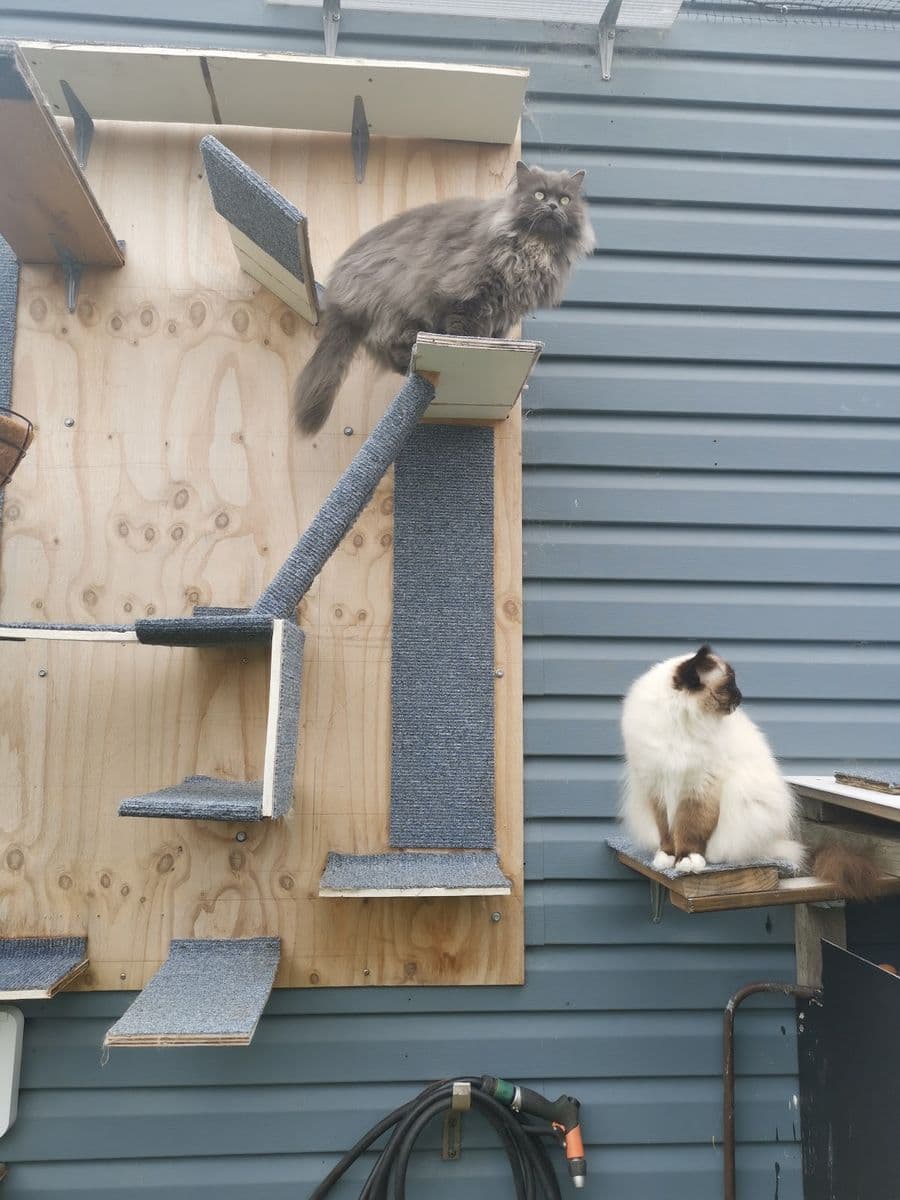 A grey long-haired cat and a ragdoll on the shelves of a plywood climbing wall fixed to a weatherboard house