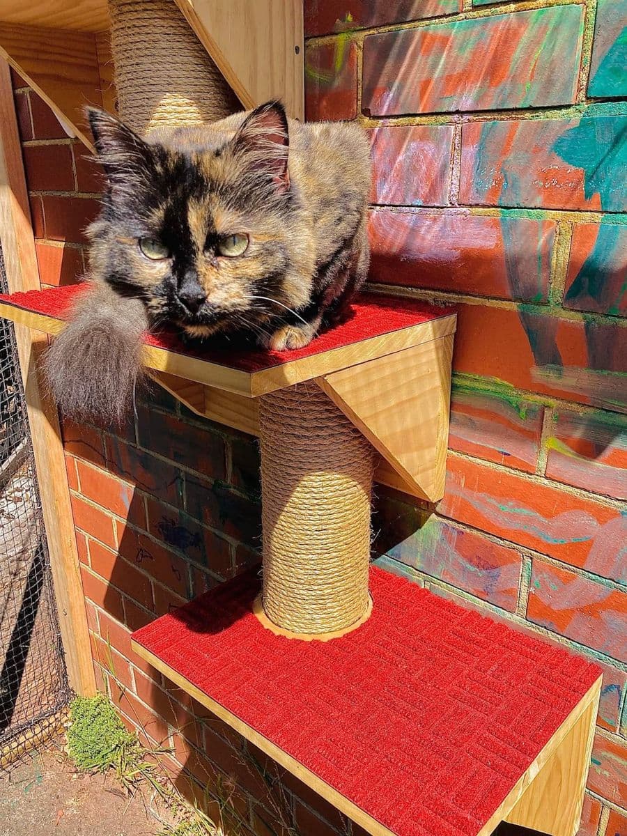A tortoiseshell cat resting on a red carpeted shelf above a rope-wrapped post against a painted brick wall