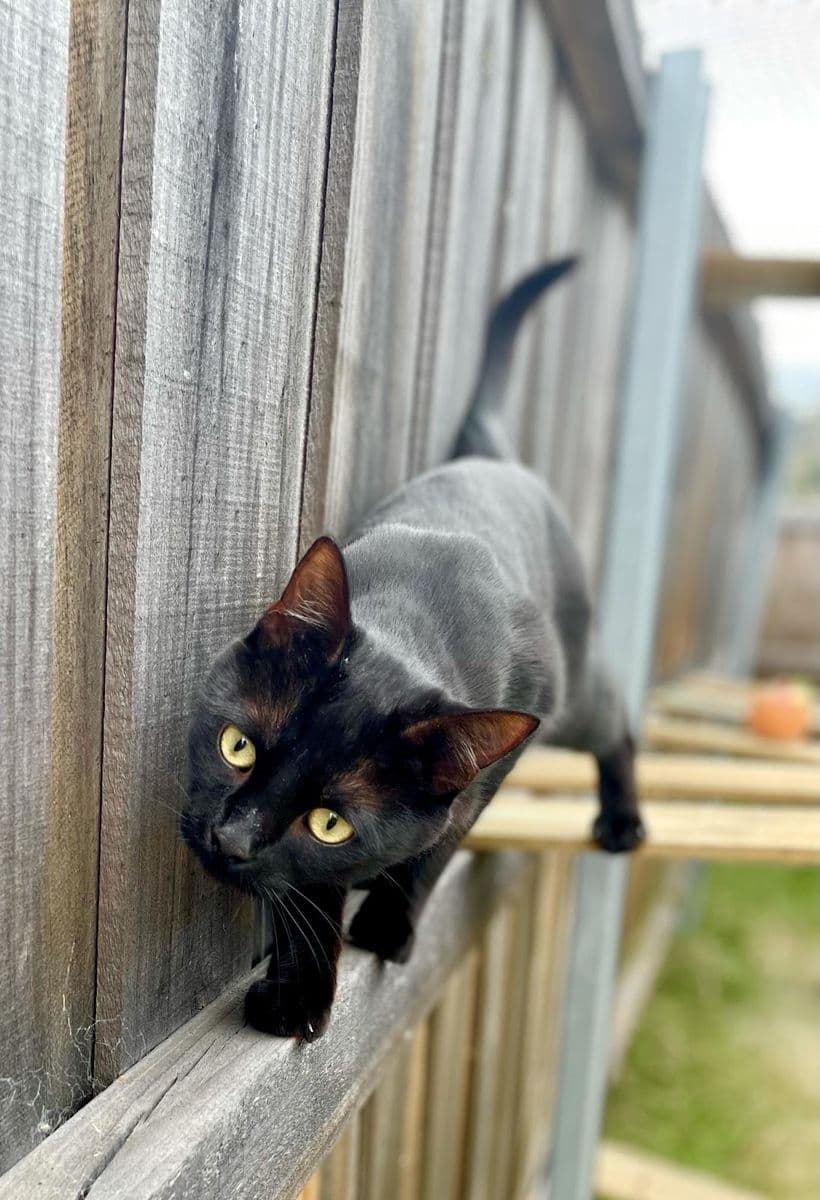 A black cat walking along a timber rail on a paling fence