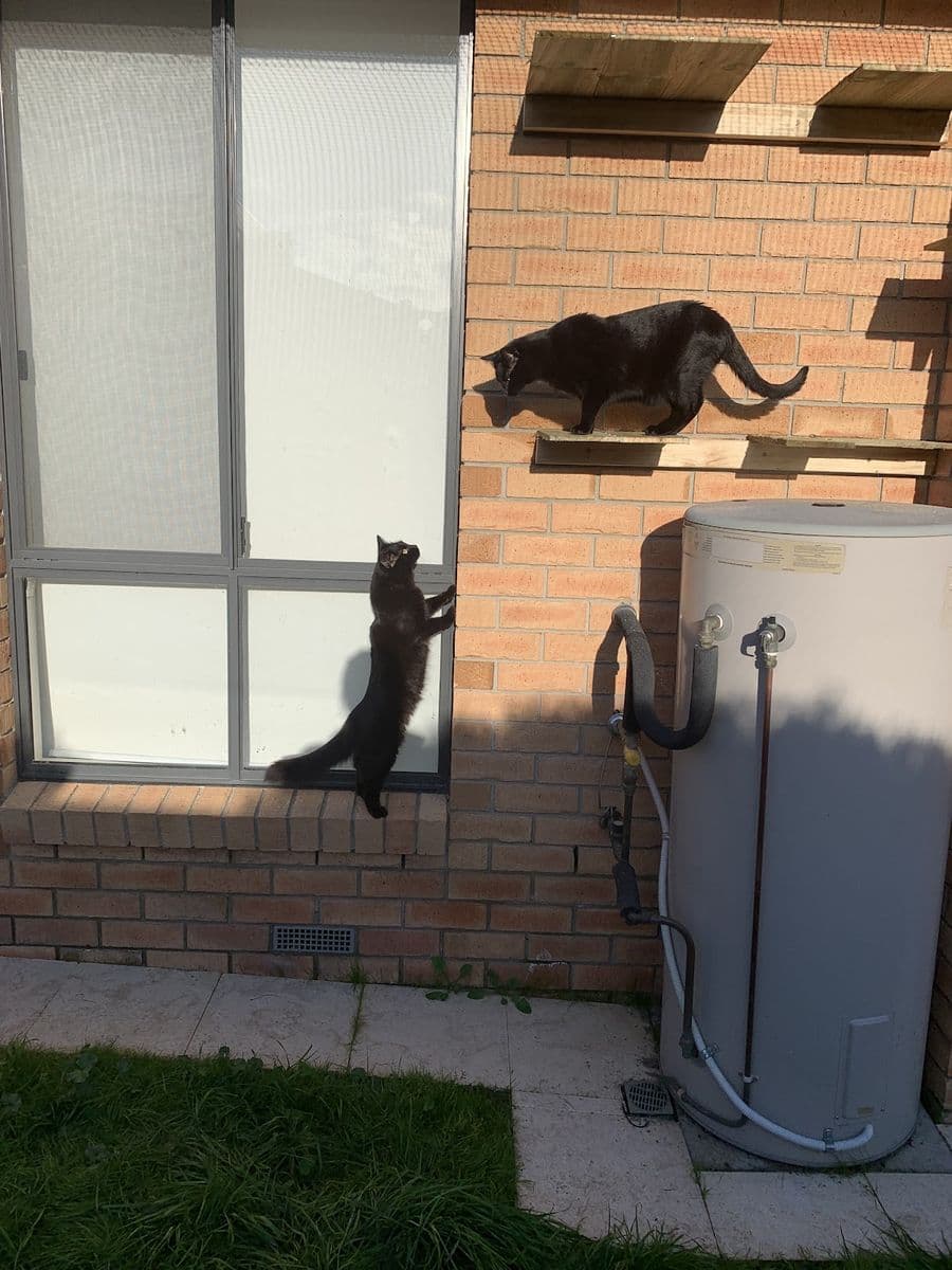 2 black cats on timber shelves fixed to a brick wall beside a window, above a small lawn