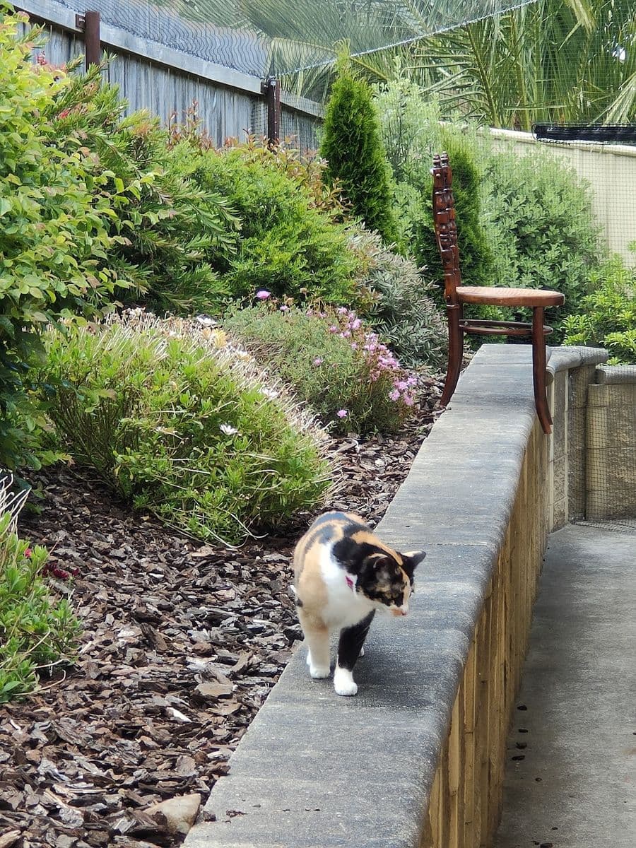 A calico cat walking along the top of a retaining wall beside a sloping garden bed