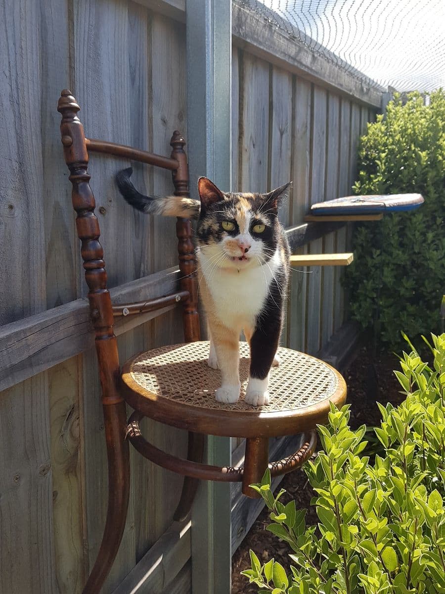 A calico cat standing on a round cane chair seat fixed to a paling fence as a perch