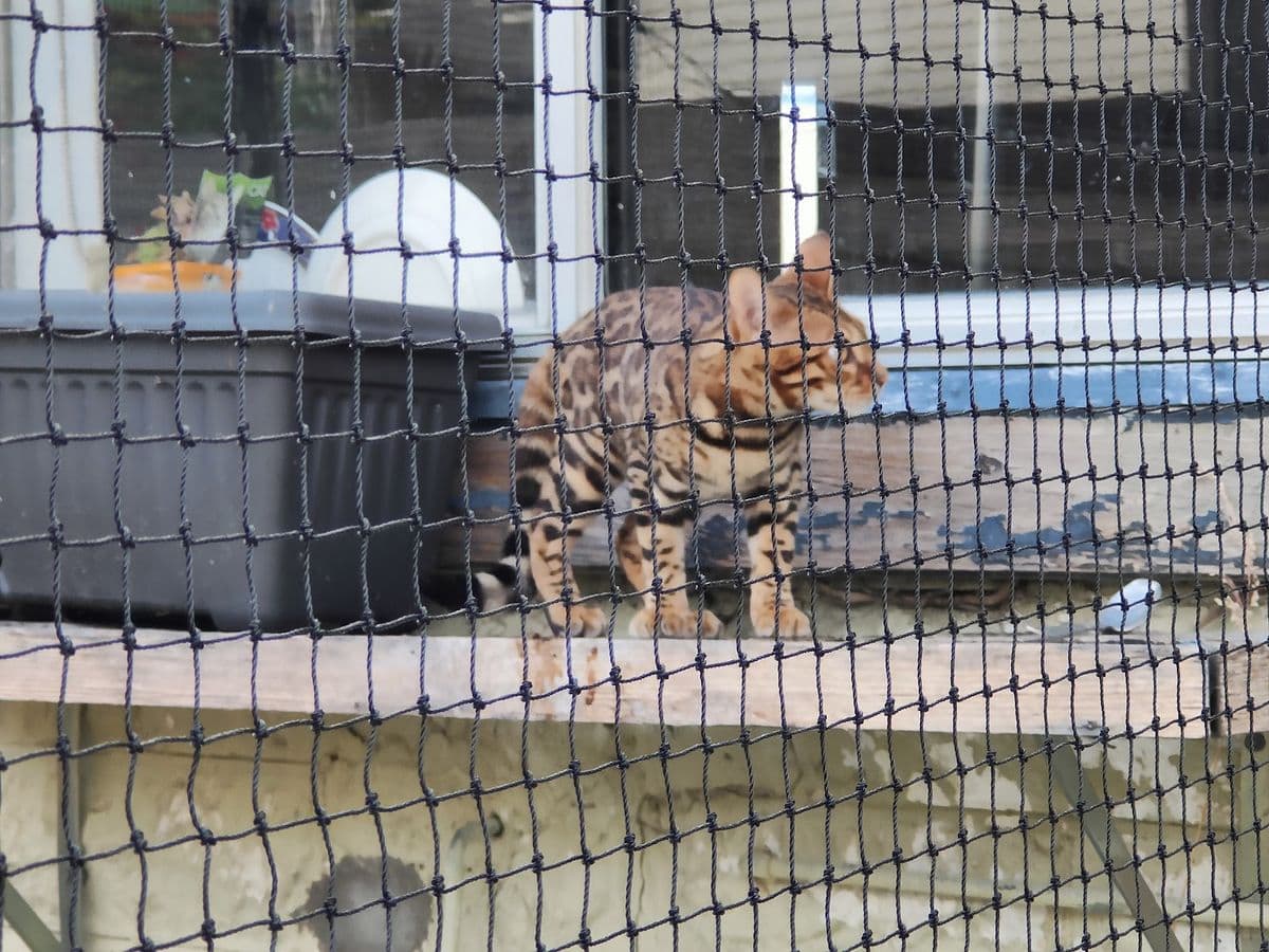 A Bengal cat standing on a timber shelf behind black netting