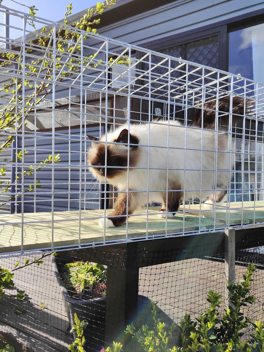 A ragdoll cat walking through a mesh tunnel on a raised walkway beside a house