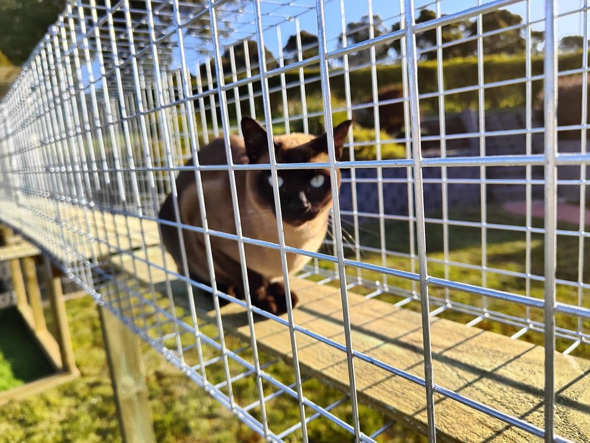 A Siamese cat looking out from inside a galvanised mesh tunnel