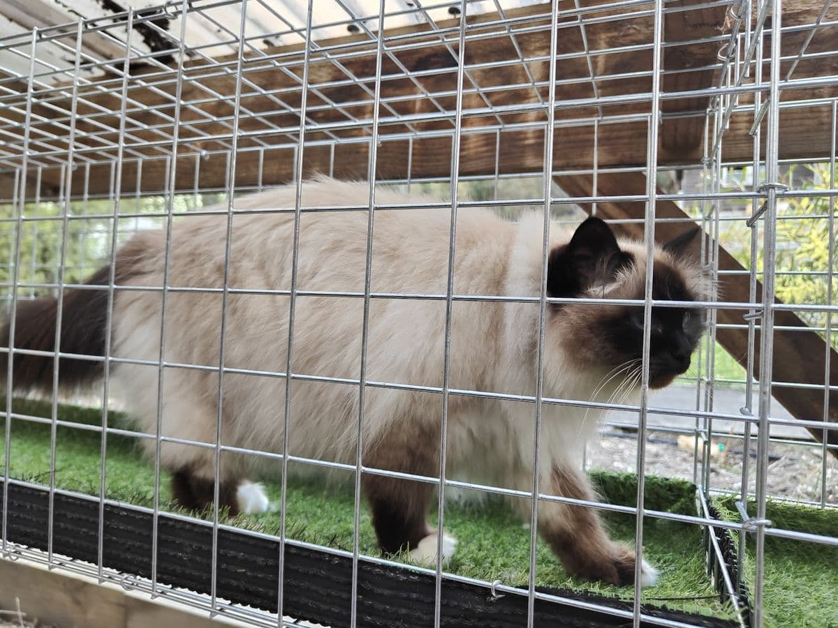 A ragdoll cat walking on artificial turf inside a mesh tunnel