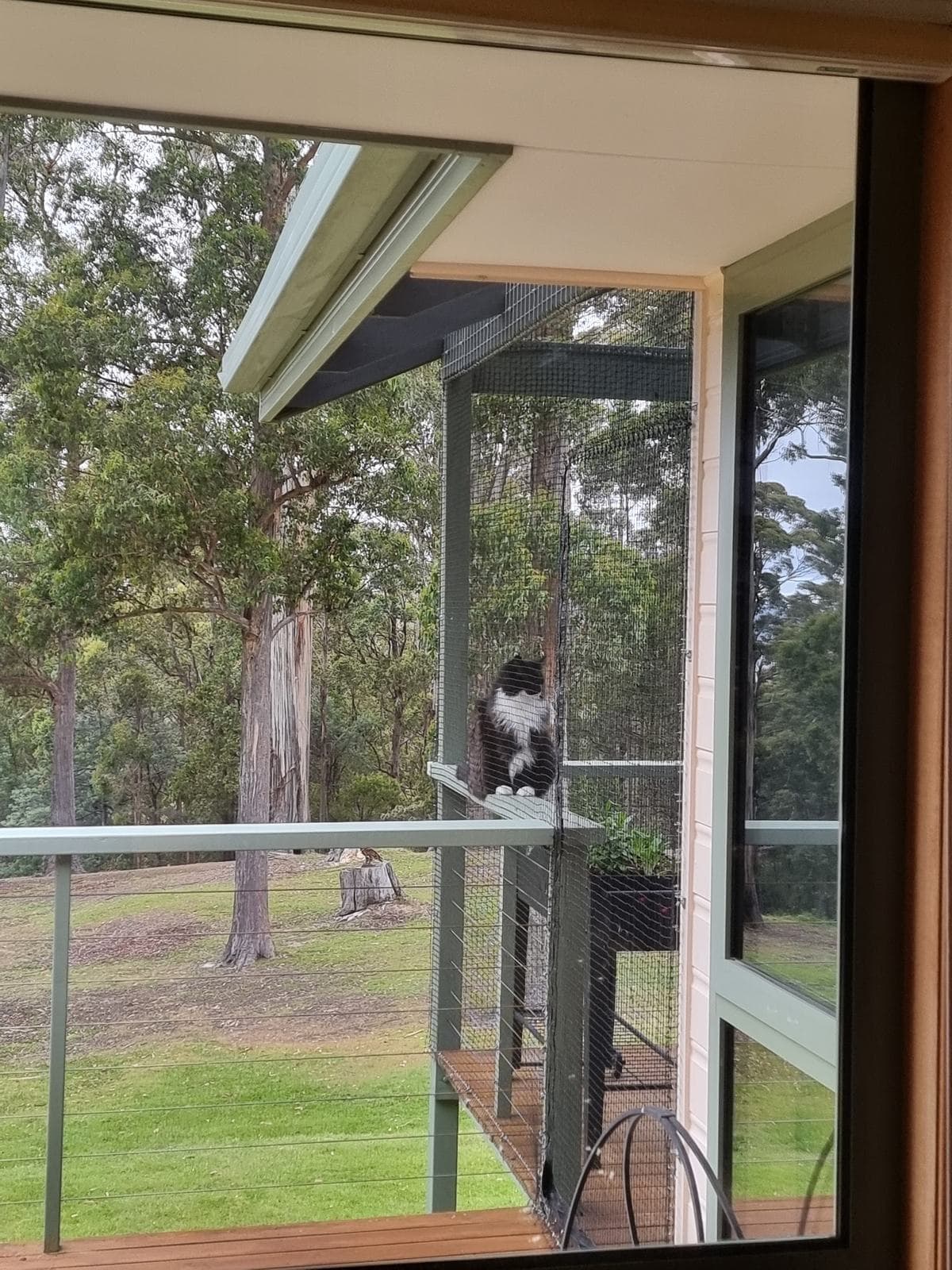 A black and white cat sitting on a ledge inside a mesh-enclosed deck, seen through a window, with lawn and tall gum trees beyond